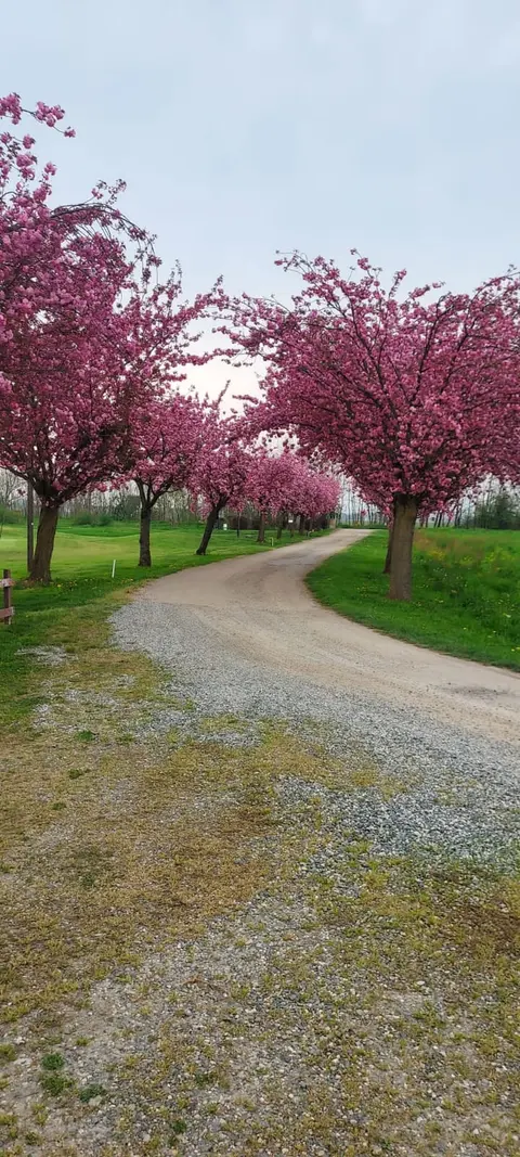 Viale sterrato tra ciliegi in fiore